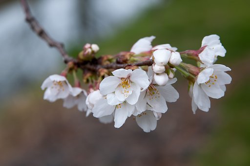 川越の伊佐沼公園の桜
