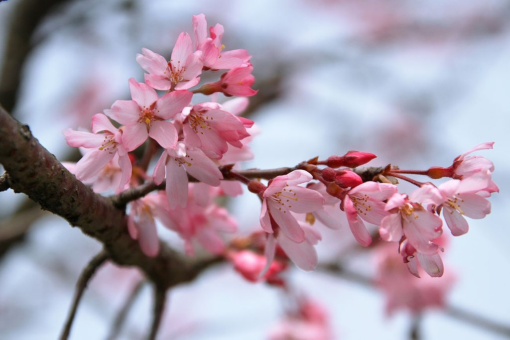しだれ桜