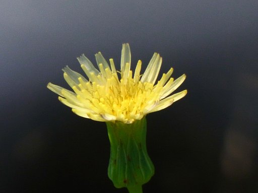私だって花