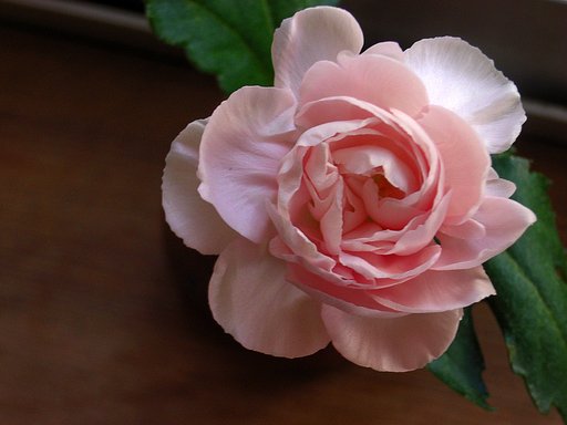 窓辺のカーネーション