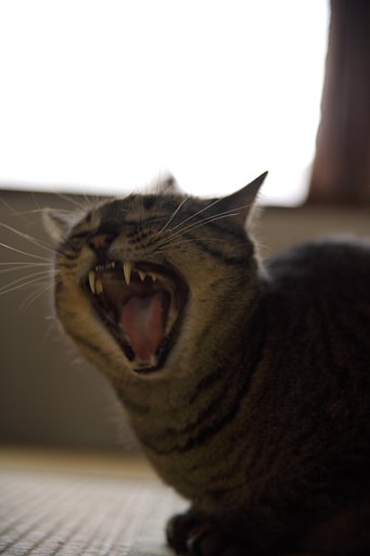 あくび猫