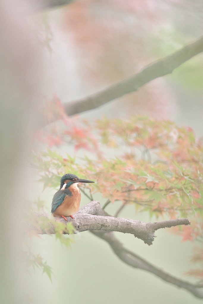 beautiful nature of Japan