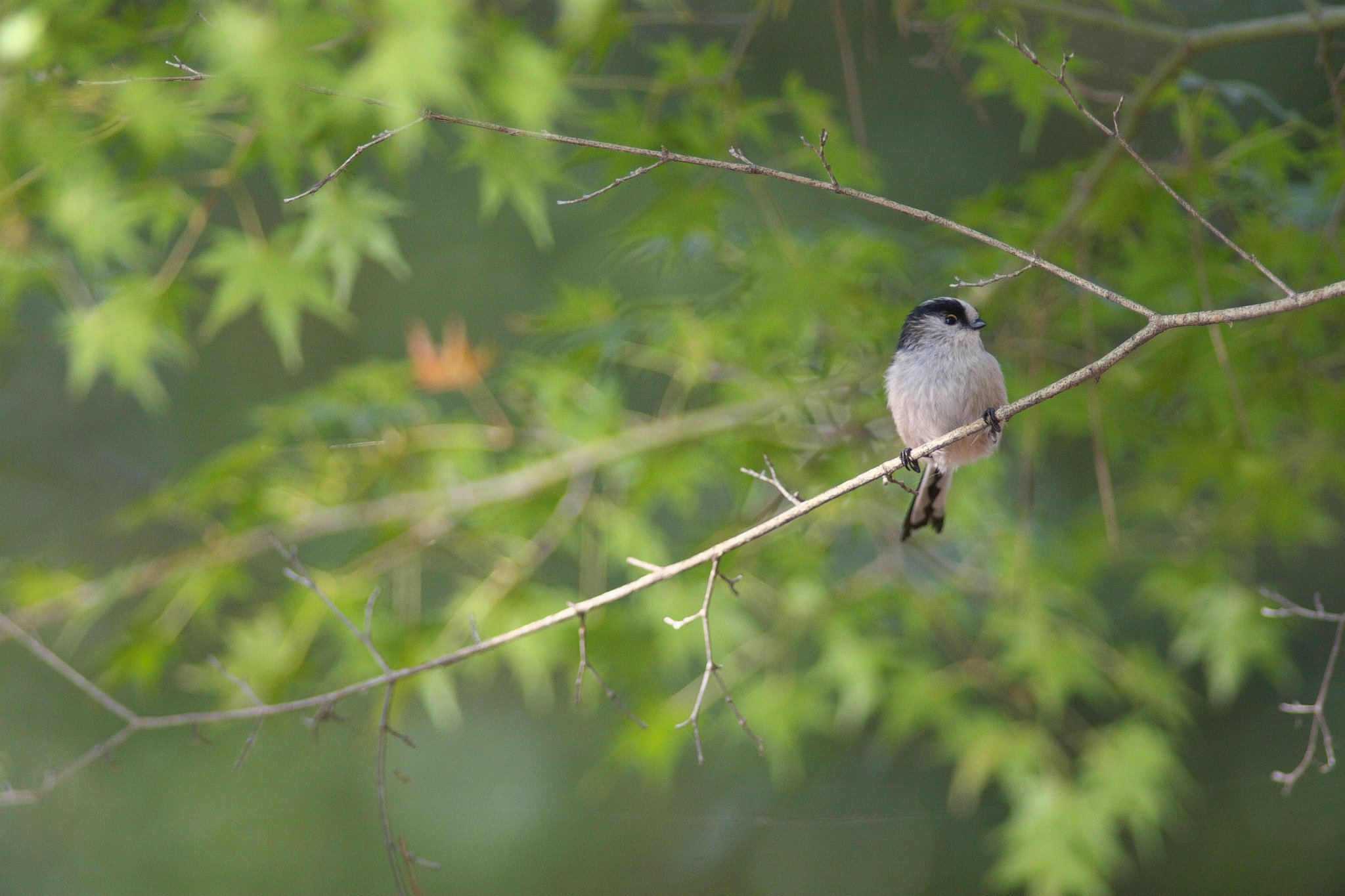 Ａｉ Ｎｉｋｋｏｒ ＥＤ 400Ｆ2.8Ｓ