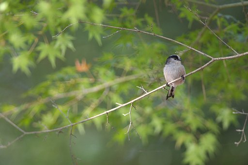 Ａｉ Ｎｉｋｋｏｒ ＥＤ 400Ｆ2.8Ｓ