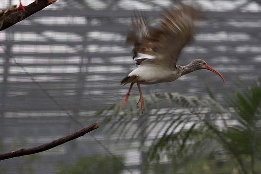 『動』じたばたしながら逃げ出す鳥