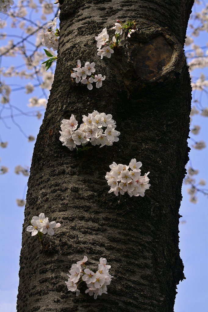 幹から・・・