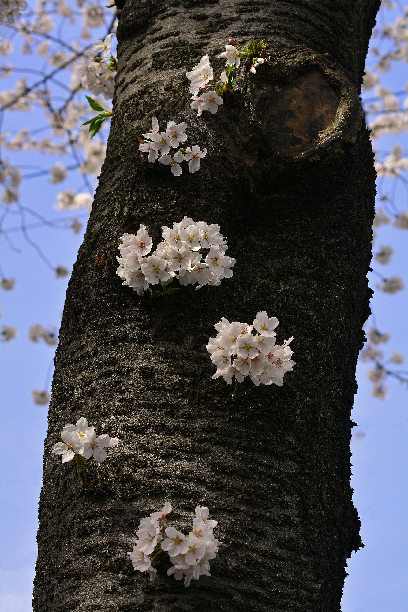 幹から・・・