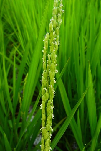 稲の花