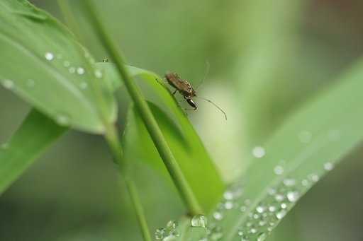 朝の散歩・・・