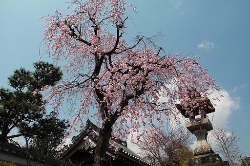 巡り合えた桜寺