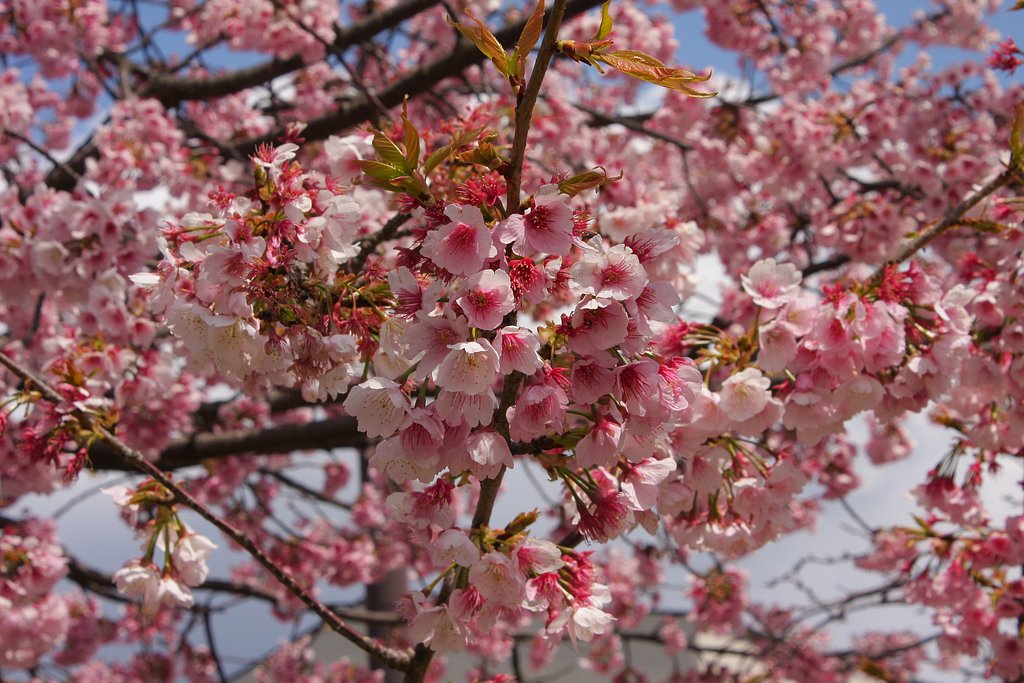 桜