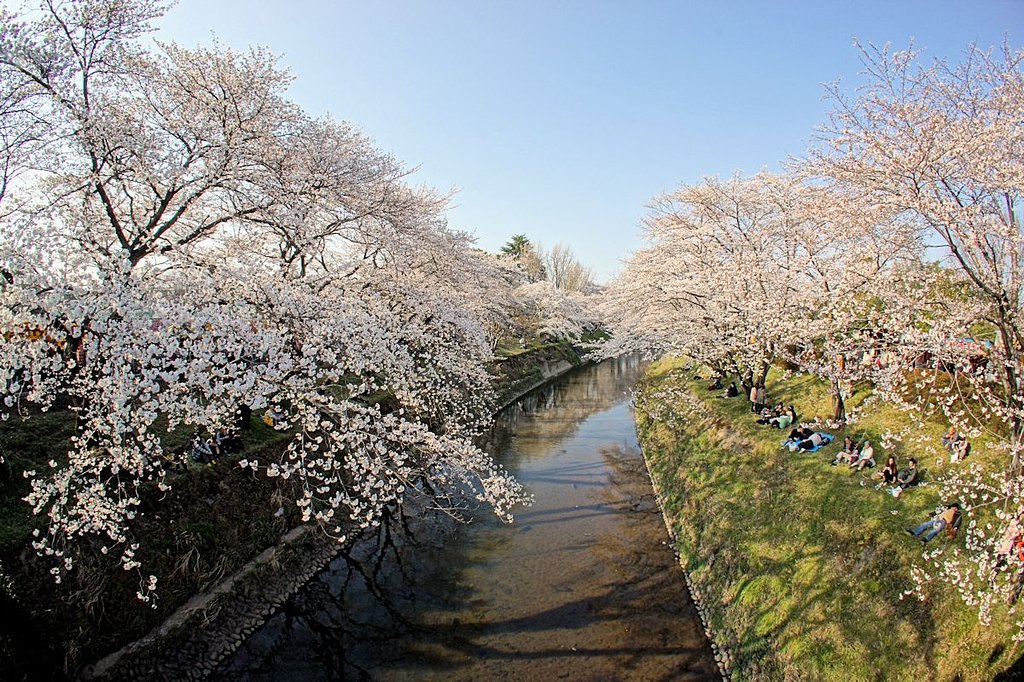 桜日和