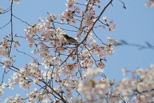 （淡彩）サクラ　メジロ