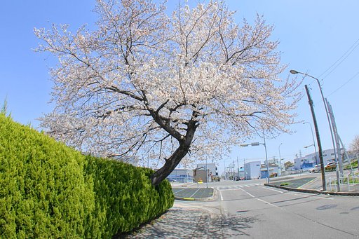 【淡彩】さくらだぁ〜よ！