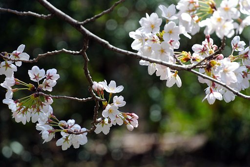 桜