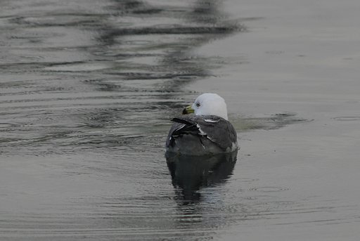 瀬戸の内海