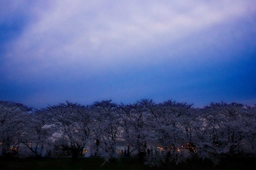 【香】桜満開