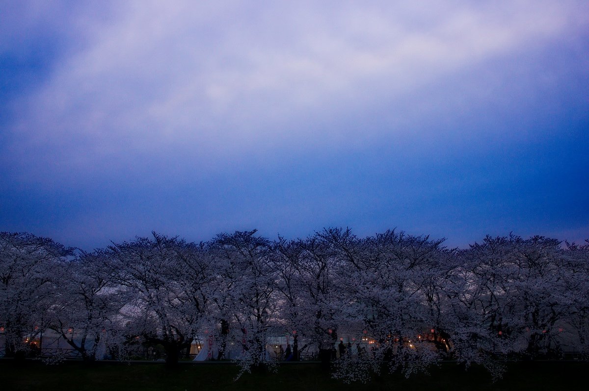 【香】桜満開