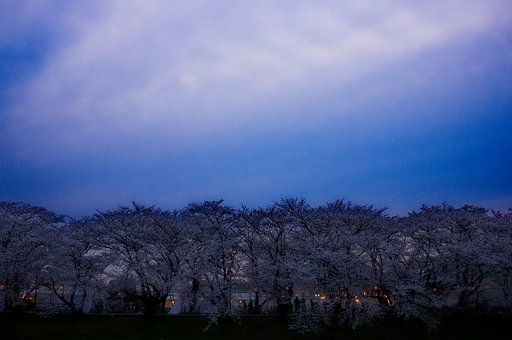 【香】桜満開