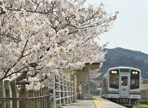 満開の無人駅