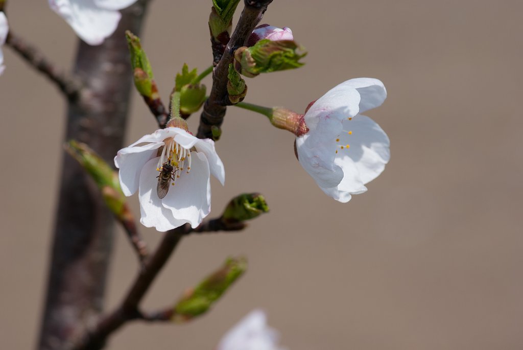 【淡彩】花アブが吸蜜に。