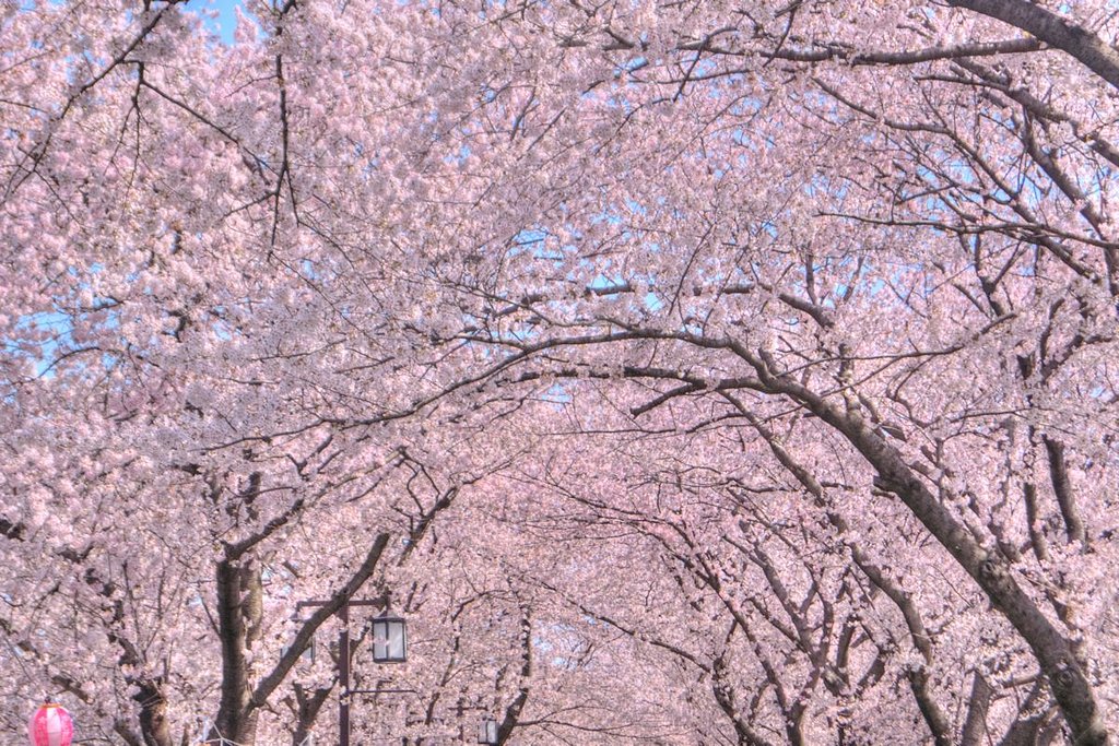 【淡彩】さくら満開