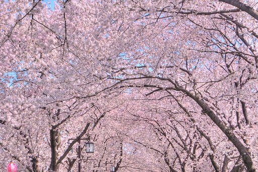 【淡彩】さくら満開