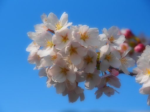 アートフィルタでサクラを…^^;