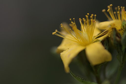 黄色い花？