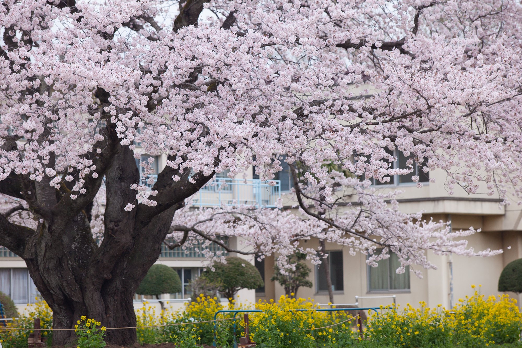 小学校の桜
