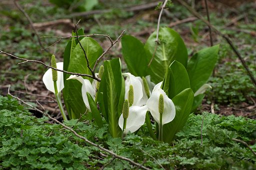 むれ水芭蕉園にて