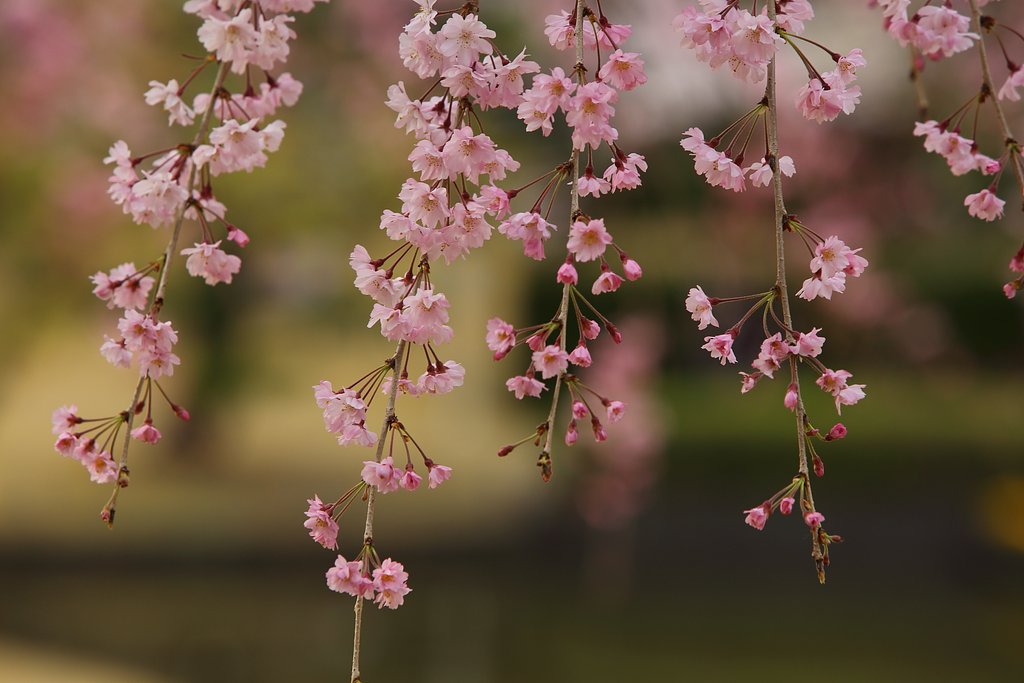 花のれん