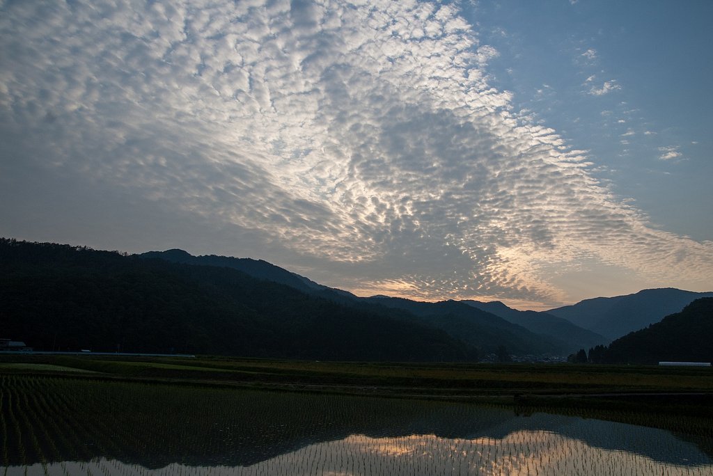 空一面のうろこ雲と田んぼ。