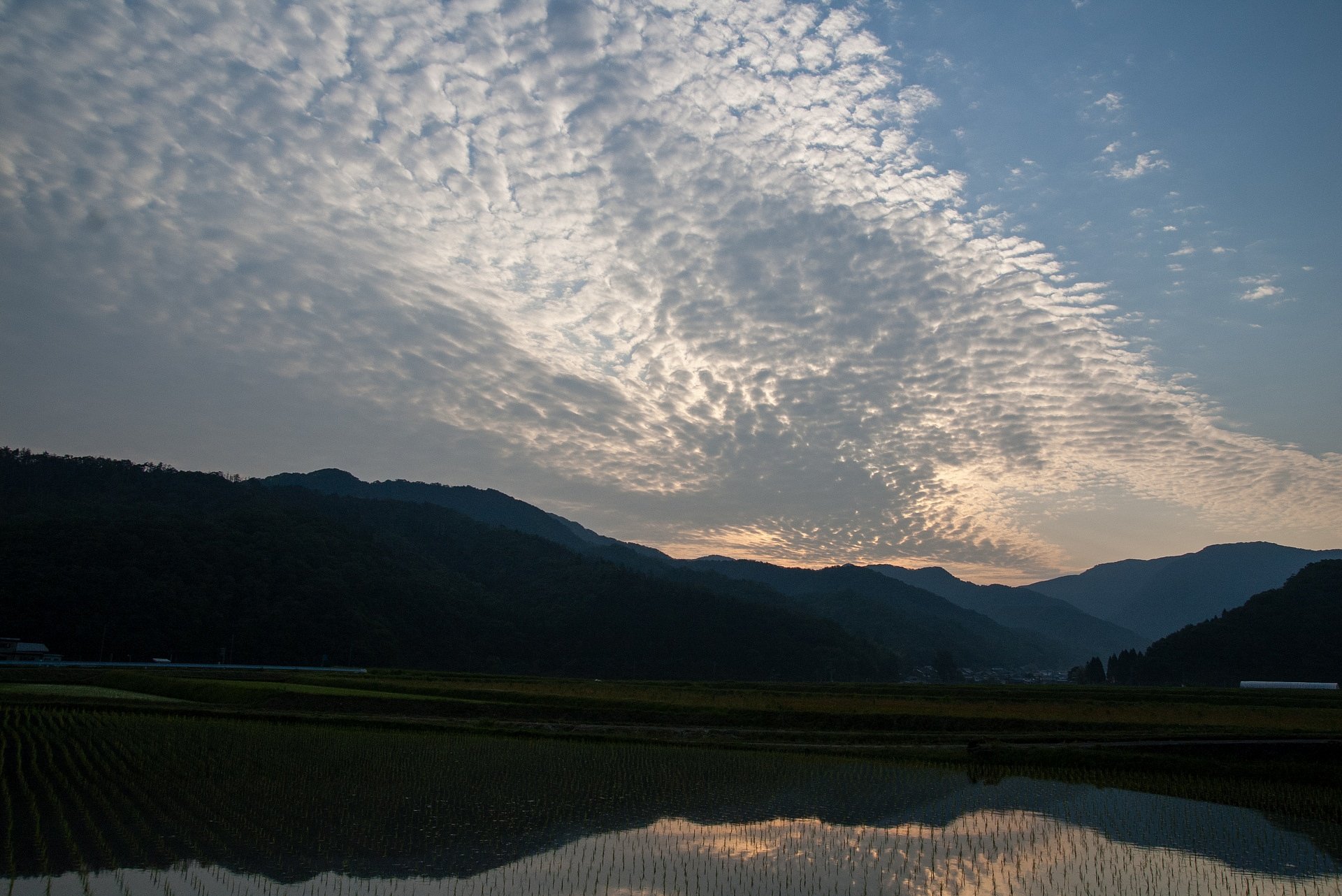 空一面のうろこ雲と田んぼ。
