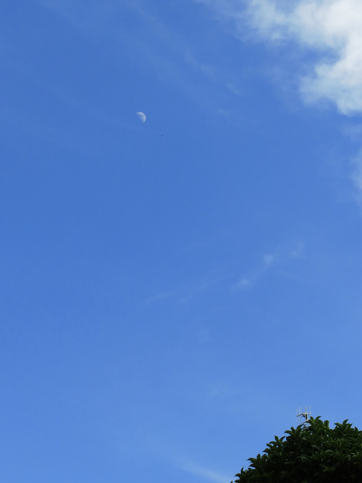 青空に浮かぶ月