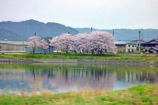 線路沿い桜