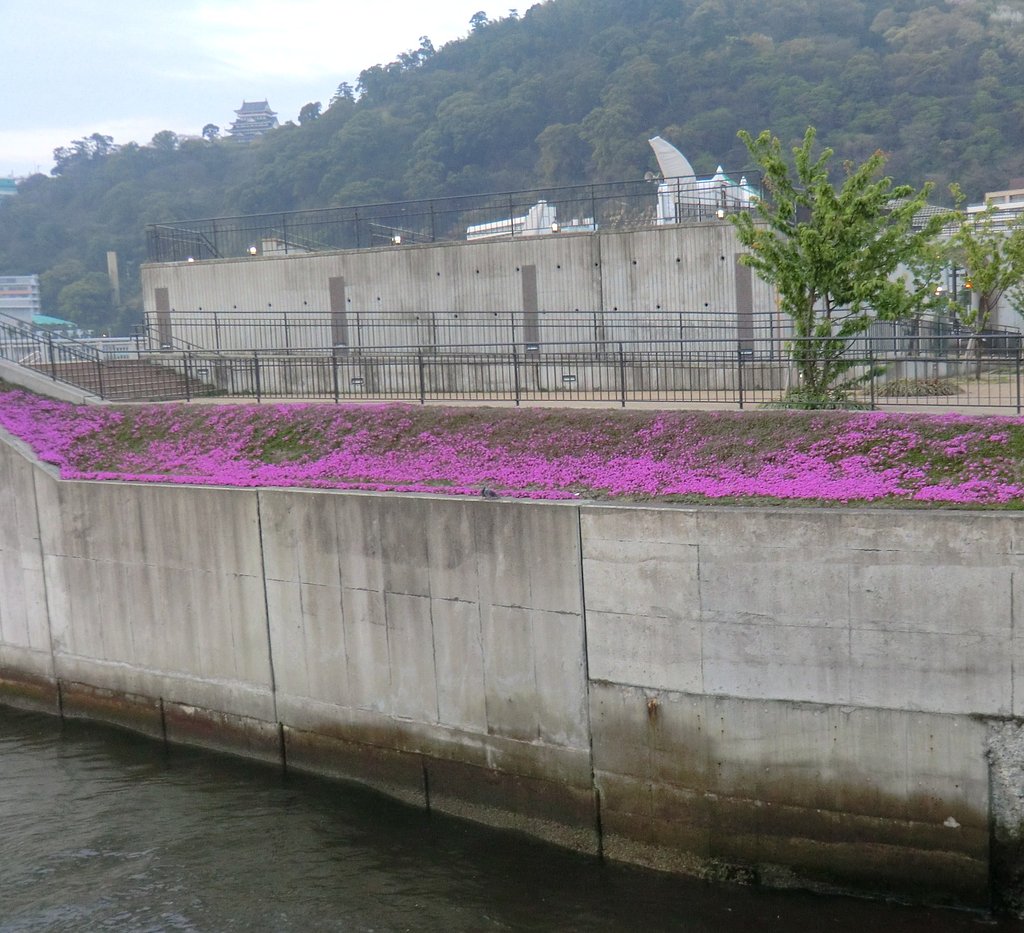 芝桜が咲き始めました