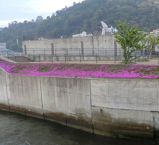 芝桜が咲き始めました