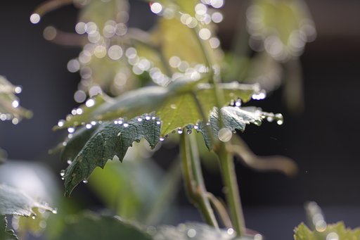 キラ・キラ