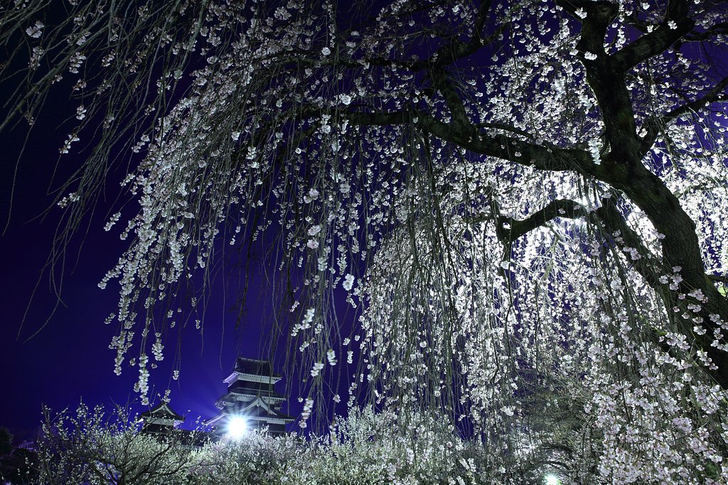 卯月夜風