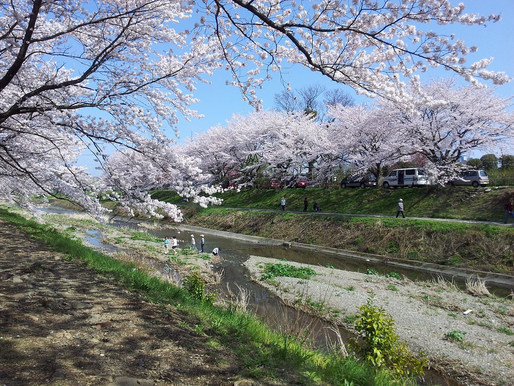 桜満開！（一昨日だけどね）