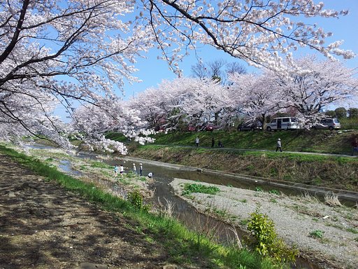 桜満開！（一昨日だけどね）