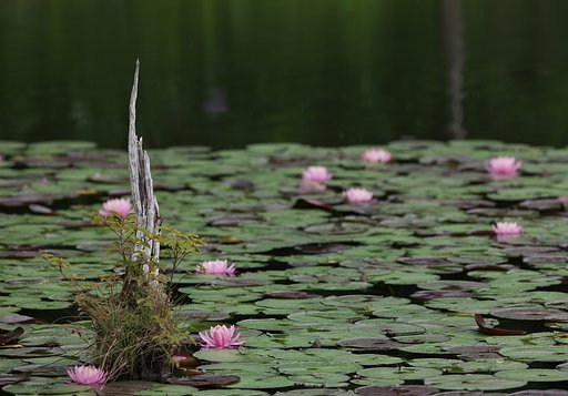 水辺の睡蓮