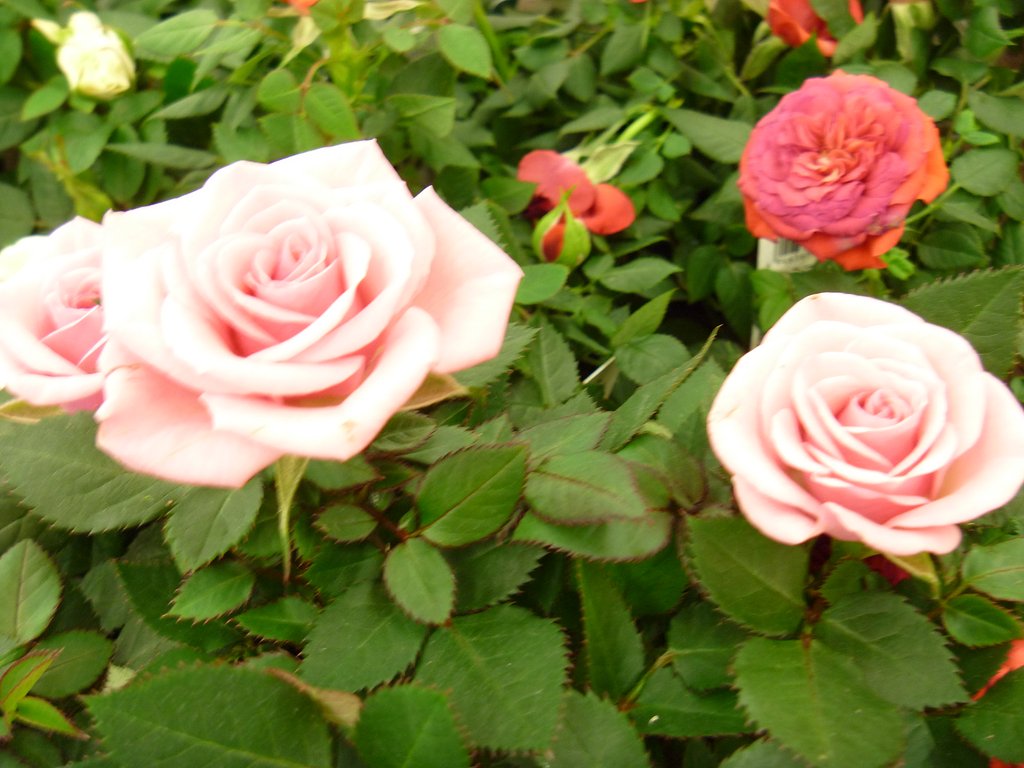 薔薇