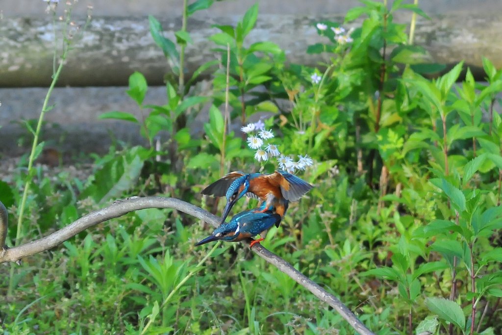 カワセミ