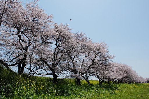 春の舞