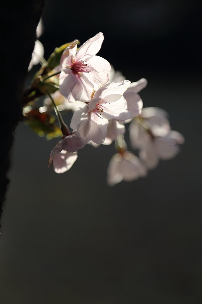 ゆっくりと朝