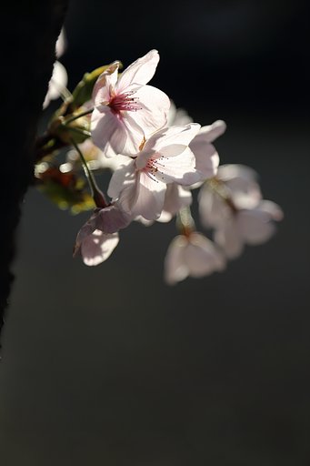 ゆっくりと朝