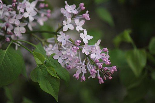 桜色の花