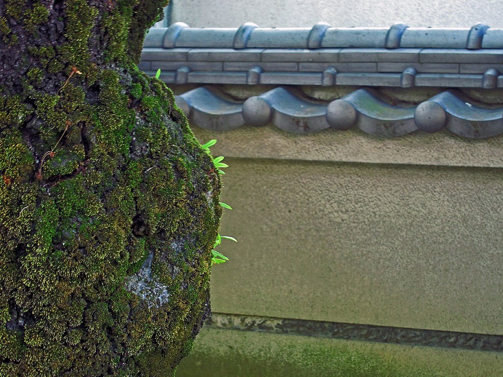 苔